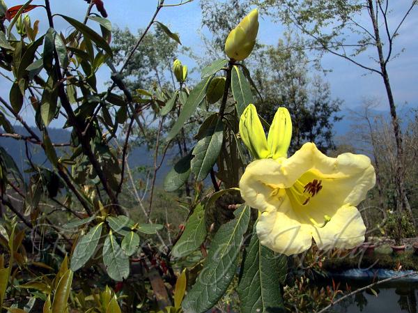Lady Dalhousie Rhododendron