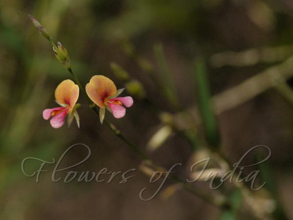 Lanceleaf Alyce Clover