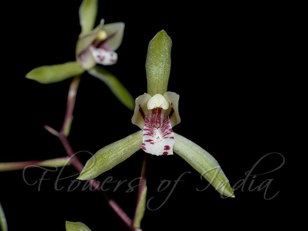 Lanceleaf Cymbidium