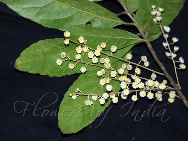 Lanceleaf Marble Tree