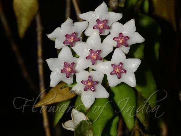 Lanceleaf Wax Flower