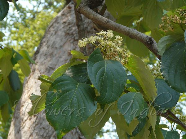 Large Leaf Dogwood