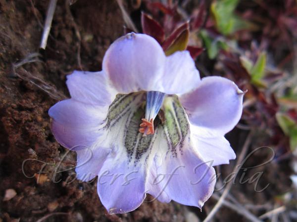 Large Pale Gentian