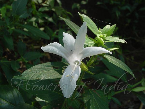 Large White Bush-Violet