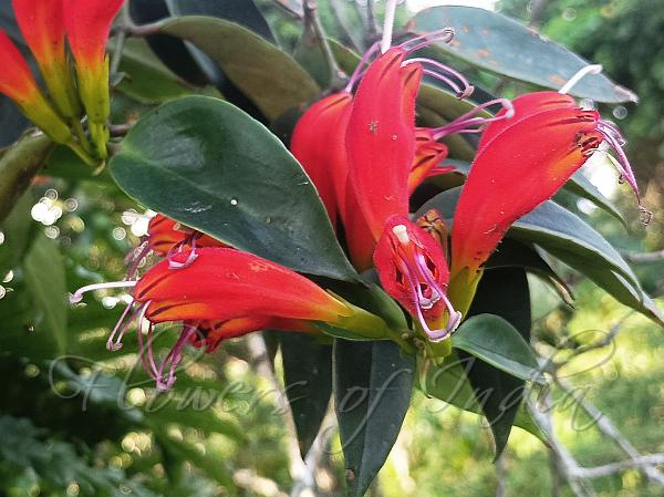 Large-Flower Blushwort