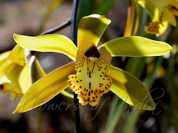 Large-Flower Cymbidium