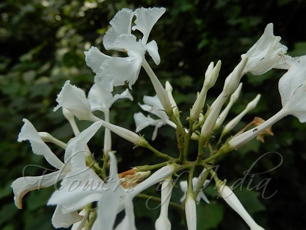 Large-Flower Frangipani Vine