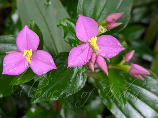 Large-Flower Sonerila