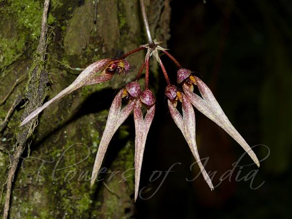 Large-Leaf Bulb-Leaf Orchid