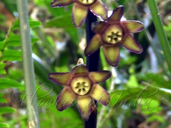 Large-Leaf Dark-Flower