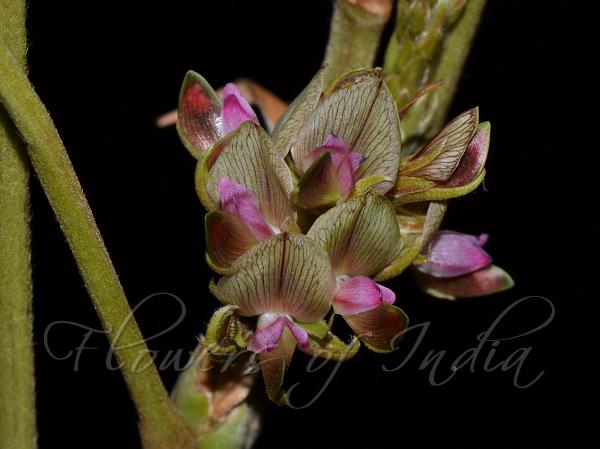 Large-Leaf Flemingia
