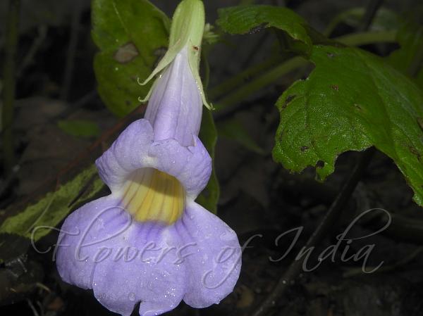 Large-Leaf Henckelia