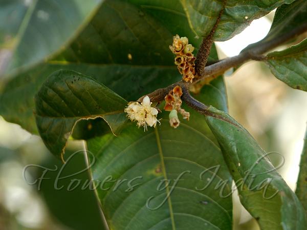 Large-Leaf Sapphire Berry