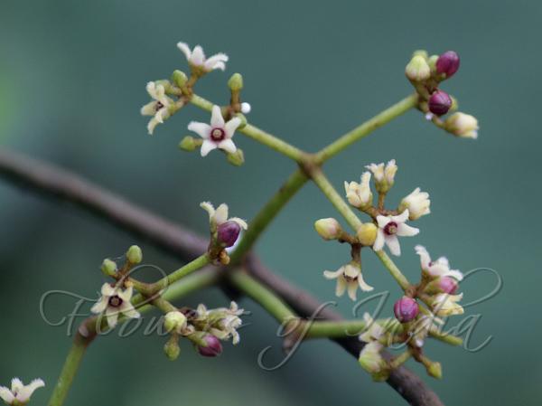 Laurel-Leaf Milkweed