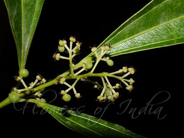 Laurel-Leaved Snail Tree