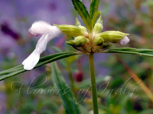 Lavender-Leaf Slitwort