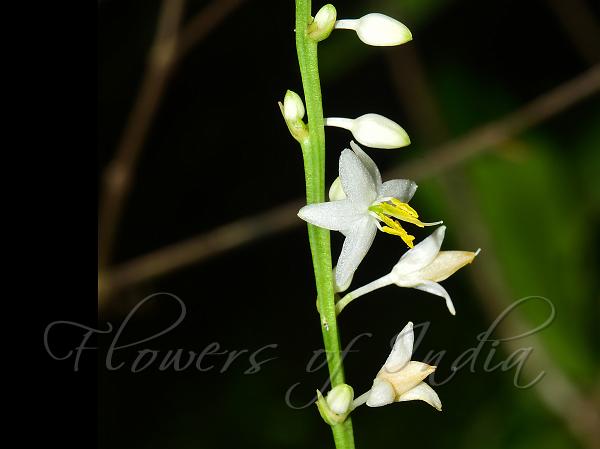 Lax-Flowered Chlorophytum