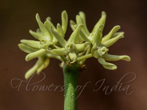 Leafless Climbing Milkweed