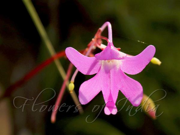 Leafless-Stem Balsam