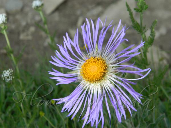 Leafy Creeping Aster