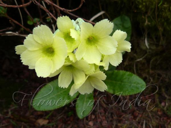 Lemon-Yellow Primrose