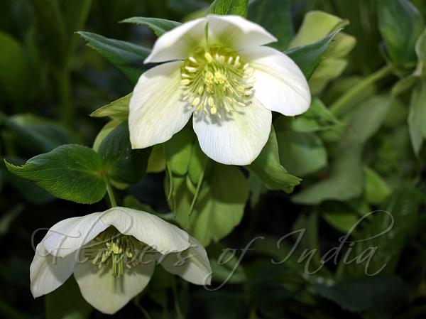 Lenten Rose