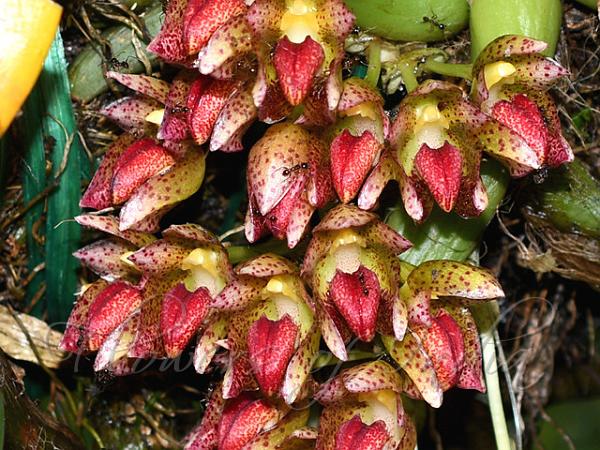 Leopard Bulb-Leaf Orchid