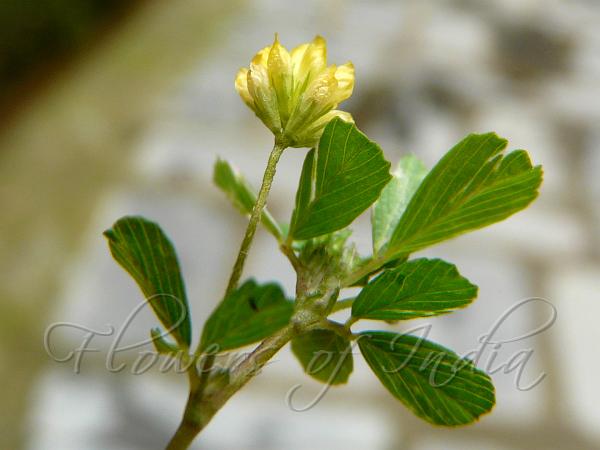 Lesser Hop Trefoil