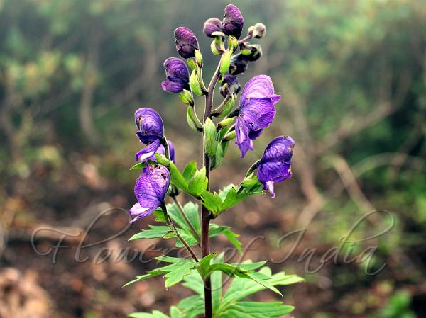 Lethal Monkshood