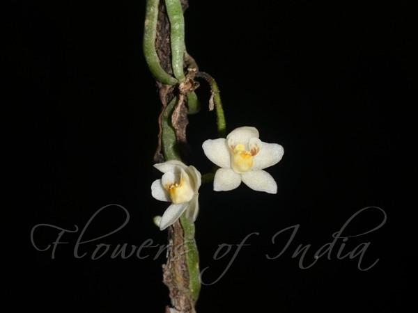 Lichen Split-Lip Orchid