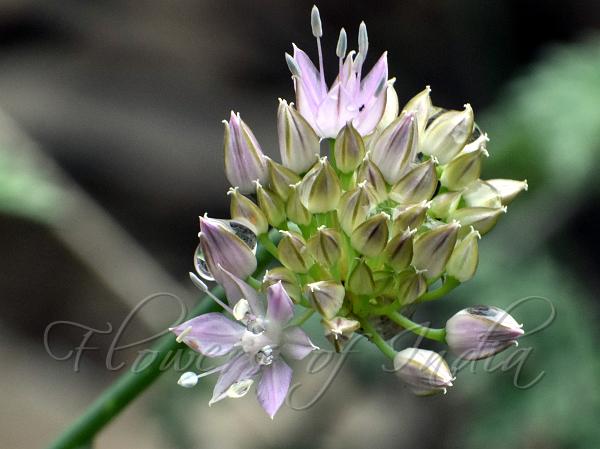 Lilac Alpine Onion