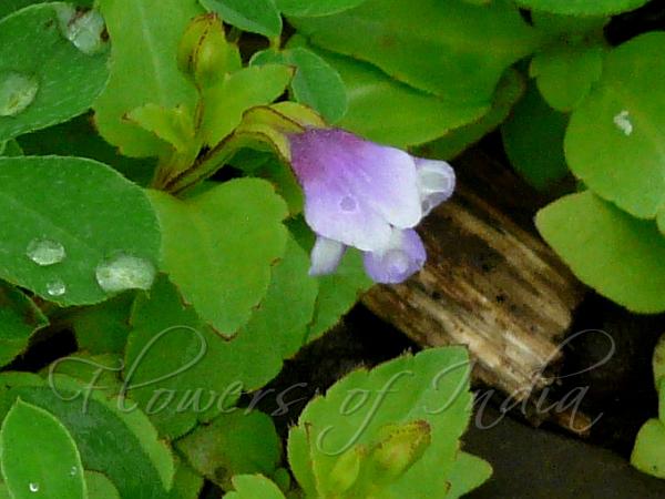 Lindernia Wishbone Flower