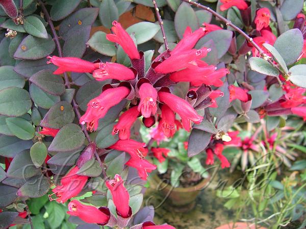 Lipstick Vine