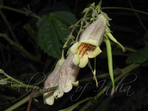 Long-Fruit Hairy-Bells