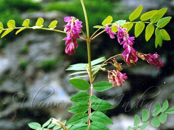 Long-Keel Sweetvetch