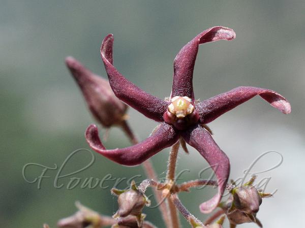 Long-Petal Swallow-Wort