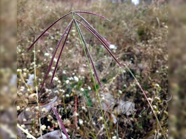 Long-Spike Finger Grass