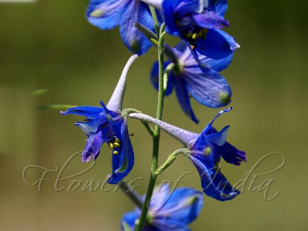 Long-Spur Larkspur
