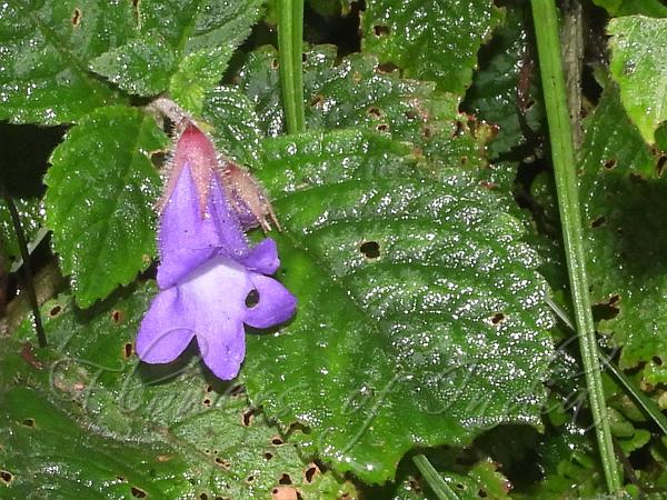 Long-Stalk Henckelia