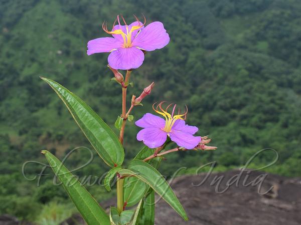 Long-Stamen Osbeckia