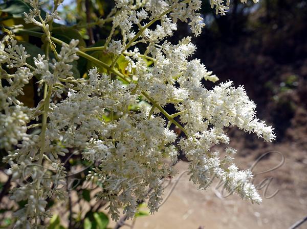 Long-Stamen Wendlandia