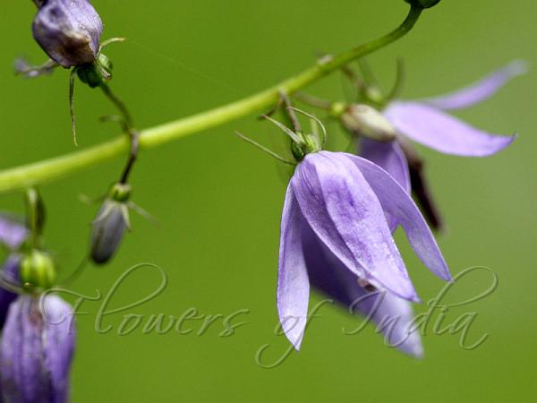 Long-Style Bellflower