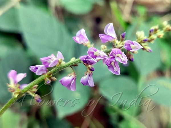 Loose Flowered Desmodium