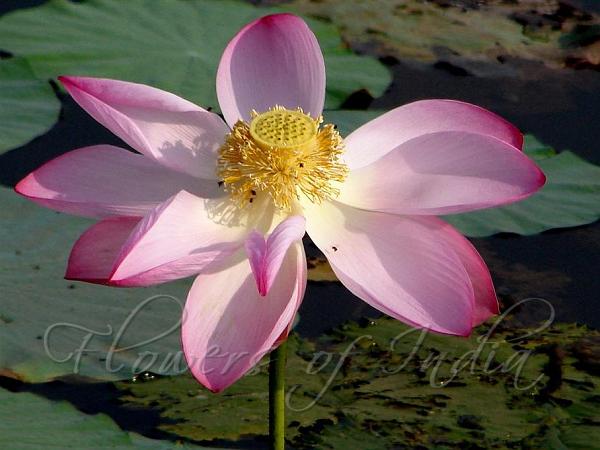 Nelumbo Nucifera Lotus