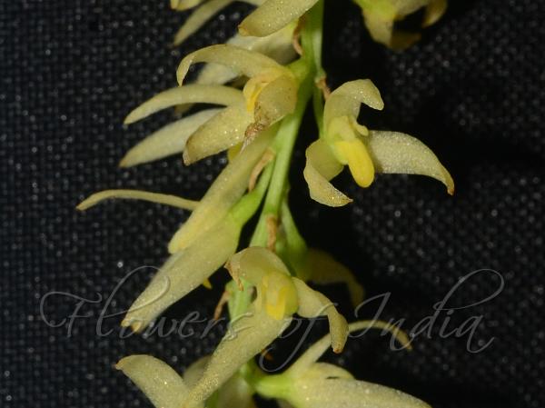 Lurh Bulb-Leaf Orchid