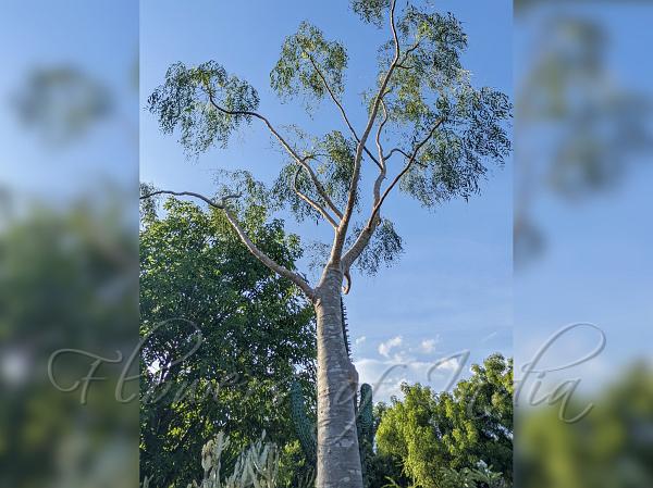Madagascar Bottle Tree