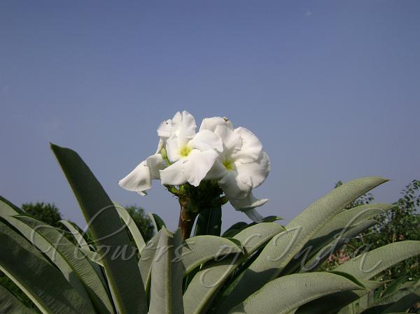 Madagascar Palm