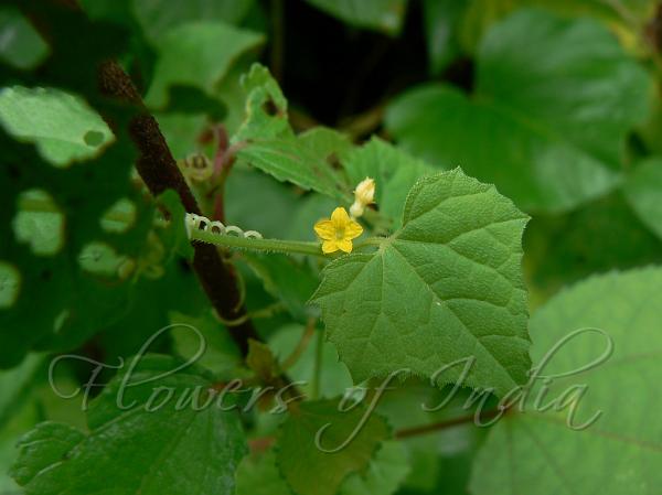 Madras Pea Pumpkin