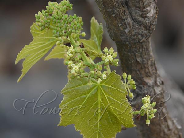 Maharashtra Grape Tree