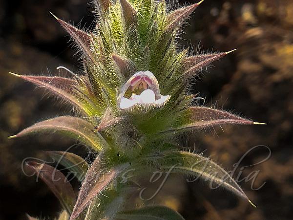 Maharashtra Lepidagathis